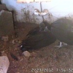 Random image: Pair at the Nest