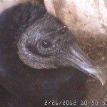Random image: Female on the Nest