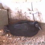 Random image: Female on the Nest Week #1