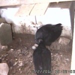 Random image: Changing of the Guard