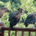 Random image: Tri-State Vulture Family 2011