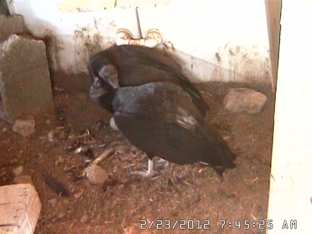 VultureCam.20120223_074526 Greeting with beak nussling