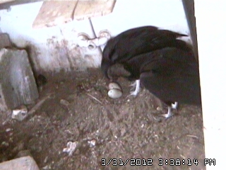 VultureCam.20120331_153814 Parents watching eggs hatch