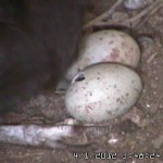 Random image: First Notice