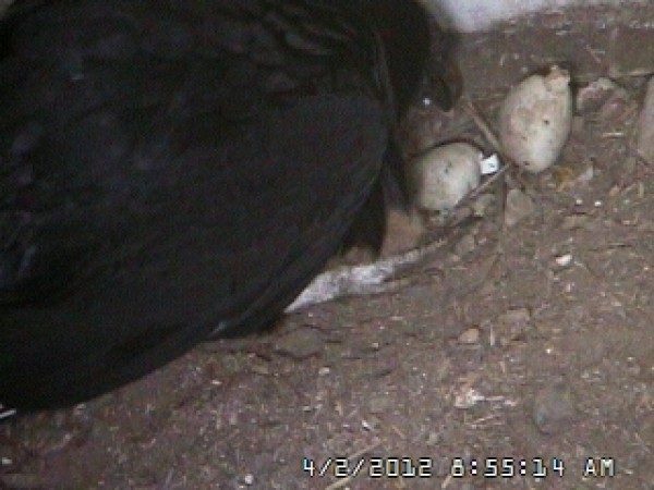 VultureCam.20120402_085514 Hatching Completed. Brooding Begins