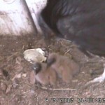 Random image: First Day Chicks