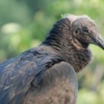 Random image: cropped-cropped-BLVU_July112011_adultR11.jpg