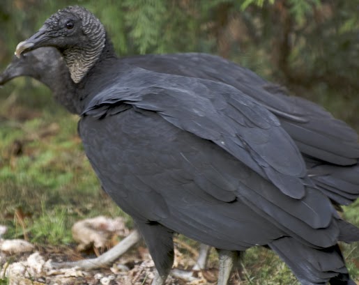 Black vulture (2012-11-08_09.56.43_DSC_0360)