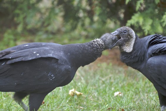 Black vulture adult feeding young (2012-11-06_11.21.09_DSC_0325)