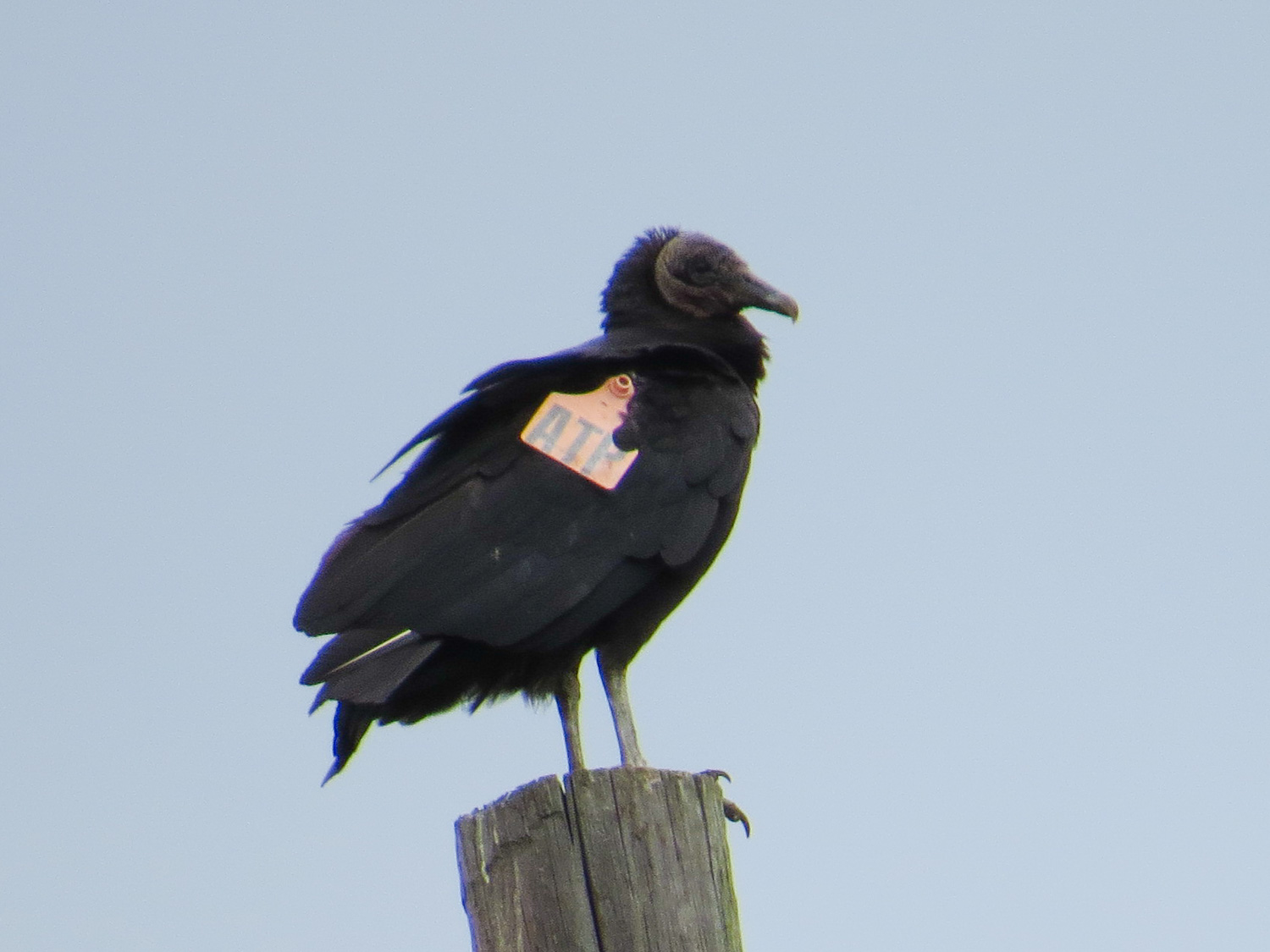 Wing Tags on Turkey Vultures — Bloom Biological Inc.