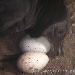Random image: Female Moving Eggs with Her Beak