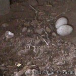 Random image: Eggs in the Nest