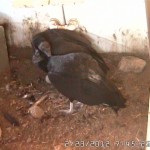 VultureCam.20120223_074526 Greeting with beak nussling