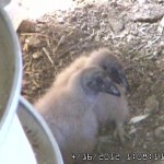 VultureCam.20120416_130811 15 Day Chicks