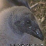 VultureCam.20120416_130847 15 Day Head Closeup