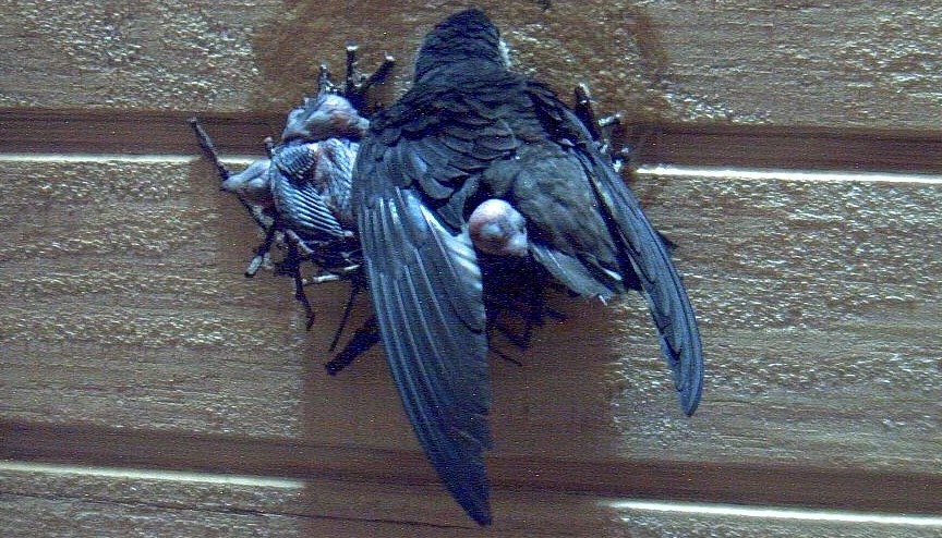 Nesting Chimney Swifts